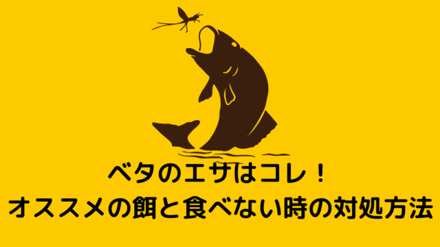 ベタのエサはコレ オススメの餌と食べない時の対処方法 ゆうきのアドベンチャーブログ